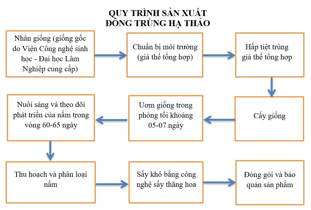 Quy trình sản xuất Đông Trùng Hạ Thảo