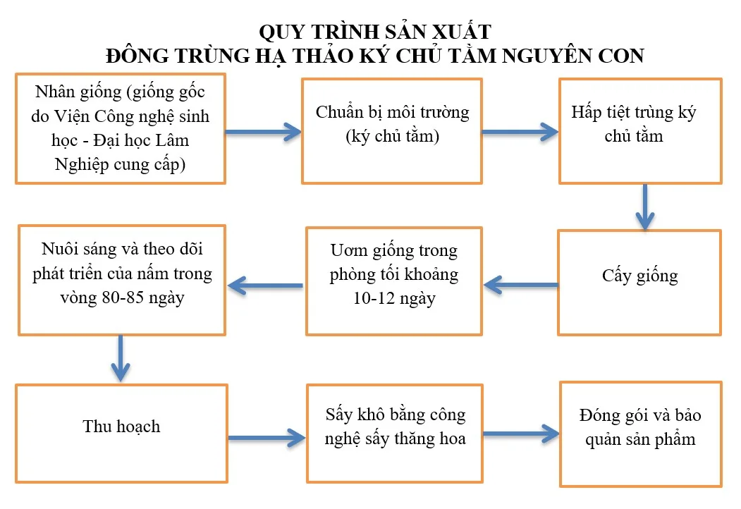 Quy trình sản xuất Đông Trùng Hạ Thảo ký chủ tằm nguyên con